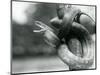 A Texas Rat Snake Gaping, While Coiled Aroung a near Vertical Branch, London Zoo, August 1928 (B/W-Frederick William Bond-Mounted Giclee Print