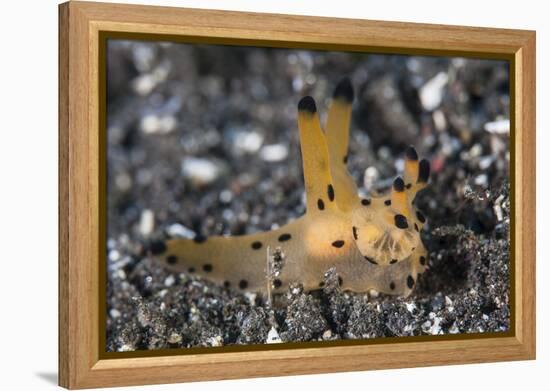 A Thecacera Nudibranch Crawls across the Seafloor-Stocktrek Images-Framed Premier Image Canvas