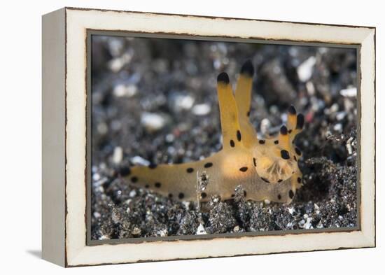 A Thecacera Nudibranch Crawls across the Seafloor-Stocktrek Images-Framed Premier Image Canvas