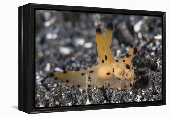 A Thecacera Nudibranch Crawls across the Seafloor-Stocktrek Images-Framed Premier Image Canvas