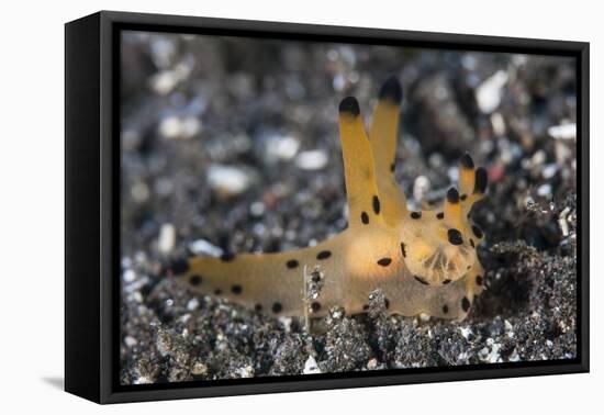 A Thecacera Nudibranch Crawls across the Seafloor-Stocktrek Images-Framed Premier Image Canvas