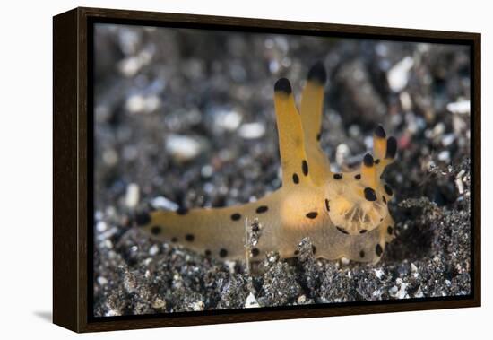 A Thecacera Nudibranch Crawls across the Seafloor-Stocktrek Images-Framed Premier Image Canvas