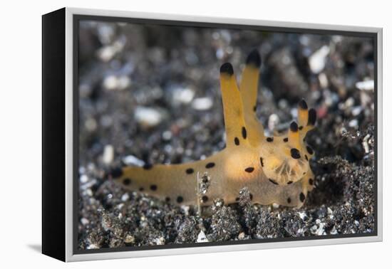 A Thecacera Nudibranch Crawls across the Seafloor-Stocktrek Images-Framed Premier Image Canvas