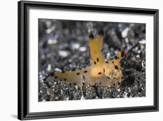 A Thecacera Nudibranch Crawls across the Seafloor-Stocktrek Images-Framed Photographic Print