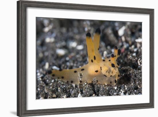 A Thecacera Nudibranch Crawls across the Seafloor-Stocktrek Images-Framed Photographic Print