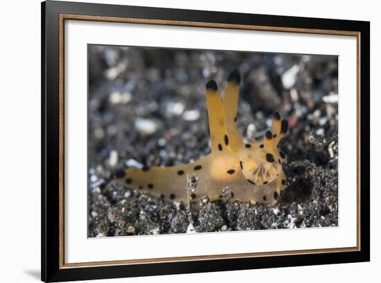 A Thecacera Nudibranch Crawls across the Seafloor-Stocktrek Images-Framed Photographic Print