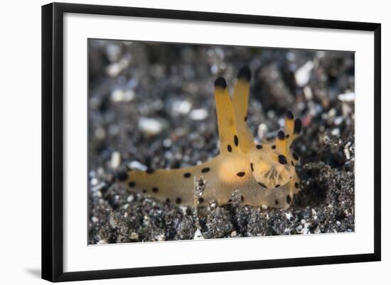 A Thecacera Nudibranch Crawls across the Seafloor-Stocktrek Images-Framed Photographic Print