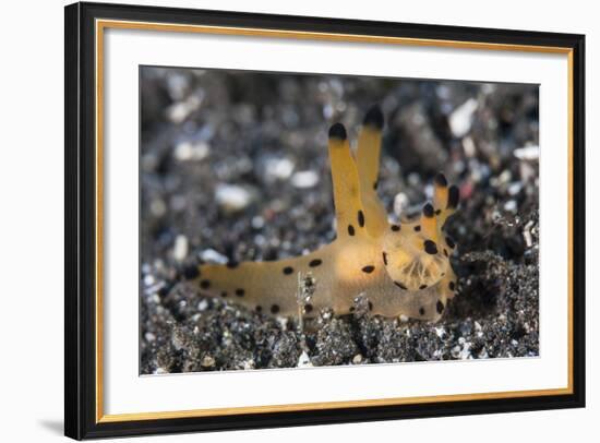 A Thecacera Nudibranch Crawls across the Seafloor-Stocktrek Images-Framed Photographic Print