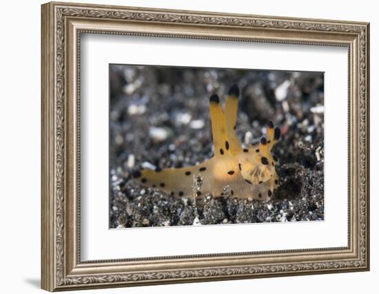 A Thecacera Nudibranch Crawls across the Seafloor-Stocktrek Images-Framed Photographic Print