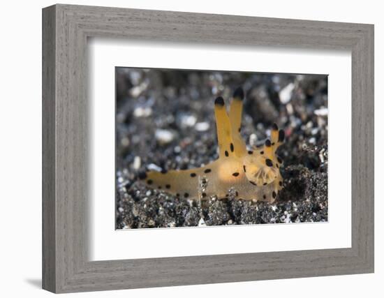 A Thecacera Nudibranch Crawls across the Seafloor-Stocktrek Images-Framed Photographic Print