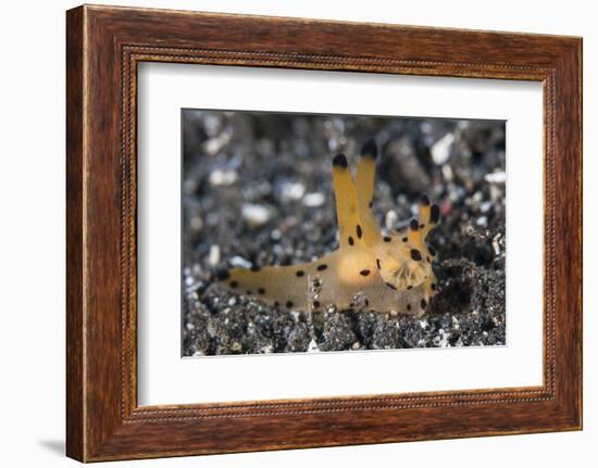 A Thecacera Nudibranch Crawls across the Seafloor-Stocktrek Images-Framed Photographic Print