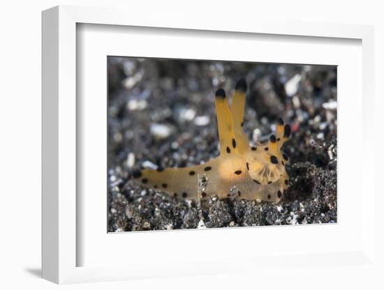 A Thecacera Nudibranch Crawls across the Seafloor-Stocktrek Images-Framed Photographic Print