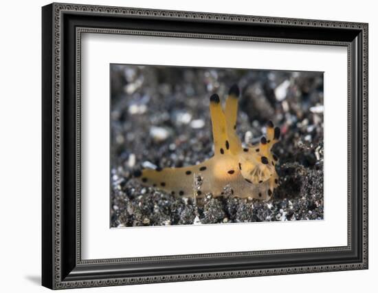 A Thecacera Nudibranch Crawls across the Seafloor-Stocktrek Images-Framed Photographic Print