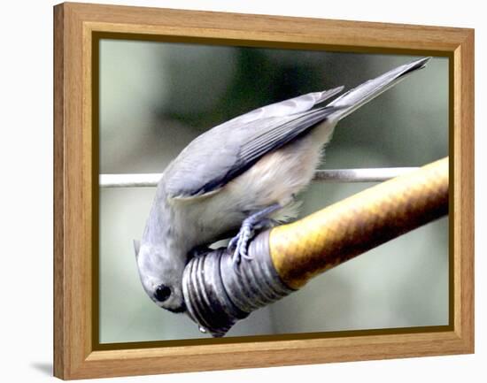 A Thirsty Tufted Titmouse Takes Advantage of a Dripping Garden Hose for an Afternoon Drink-null-Framed Premier Image Canvas