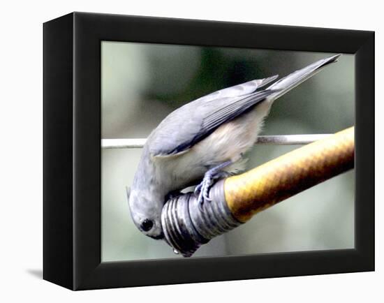 A Thirsty Tufted Titmouse Takes Advantage of a Dripping Garden Hose for an Afternoon Drink-null-Framed Premier Image Canvas