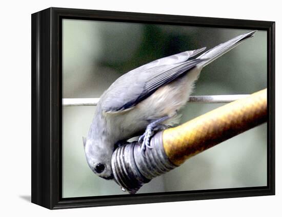 A Thirsty Tufted Titmouse Takes Advantage of a Dripping Garden Hose for an Afternoon Drink-null-Framed Premier Image Canvas