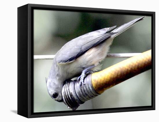 A Thirsty Tufted Titmouse Takes Advantage of a Dripping Garden Hose for an Afternoon Drink-null-Framed Premier Image Canvas