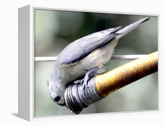 A Thirsty Tufted Titmouse Takes Advantage of a Dripping Garden Hose for an Afternoon Drink-null-Framed Premier Image Canvas