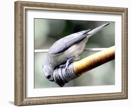 A Thirsty Tufted Titmouse Takes Advantage of a Dripping Garden Hose for an Afternoon Drink-null-Framed Photographic Print