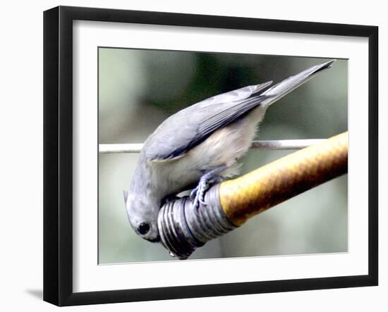 A Thirsty Tufted Titmouse Takes Advantage of a Dripping Garden Hose for an Afternoon Drink-null-Framed Photographic Print