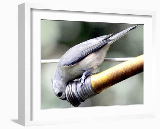 A Thirsty Tufted Titmouse Takes Advantage of a Dripping Garden Hose for an Afternoon Drink-null-Framed Photographic Print