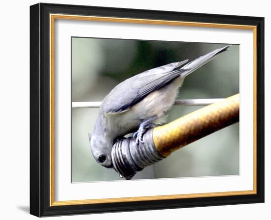 A Thirsty Tufted Titmouse Takes Advantage of a Dripping Garden Hose for an Afternoon Drink-null-Framed Photographic Print