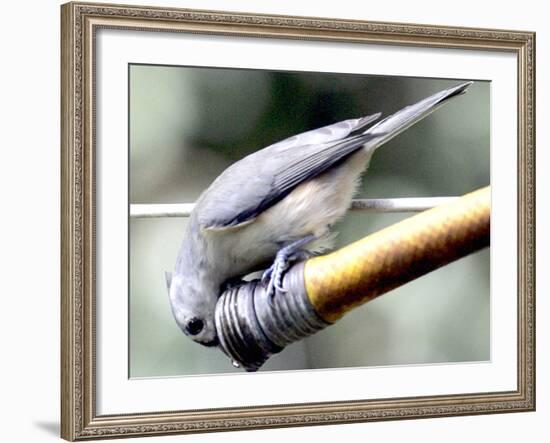 A Thirsty Tufted Titmouse Takes Advantage of a Dripping Garden Hose for an Afternoon Drink-null-Framed Photographic Print