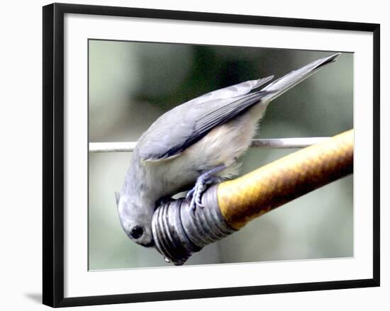 A Thirsty Tufted Titmouse Takes Advantage of a Dripping Garden Hose for an Afternoon Drink-null-Framed Photographic Print