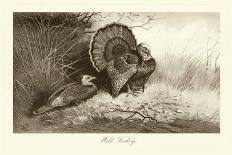 A Common Sandpiper-Archibald Thorburn-Giclee Print