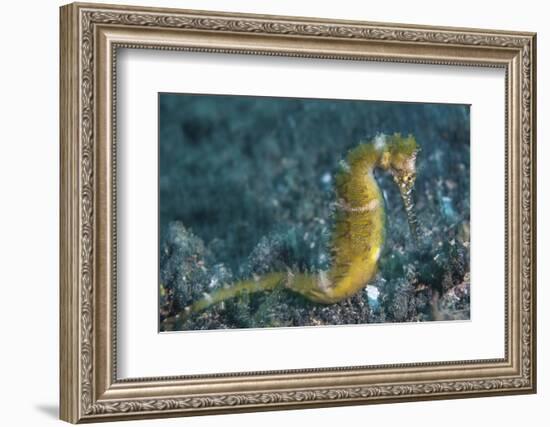 A Thorny Seahorse on the Seafloor of Lembeh Strait-Stocktrek Images-Framed Premium Photographic Print