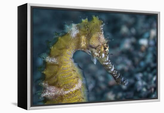 A Thorny Seahorse on the Seafloor of Lembeh Strait-Stocktrek Images-Framed Premier Image Canvas