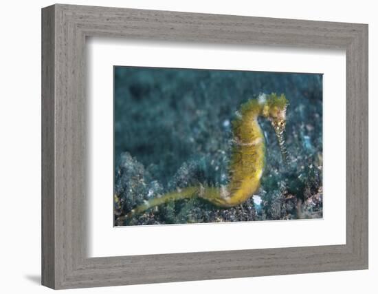 A Thorny Seahorse on the Seafloor of Lembeh Strait-Stocktrek Images-Framed Photographic Print