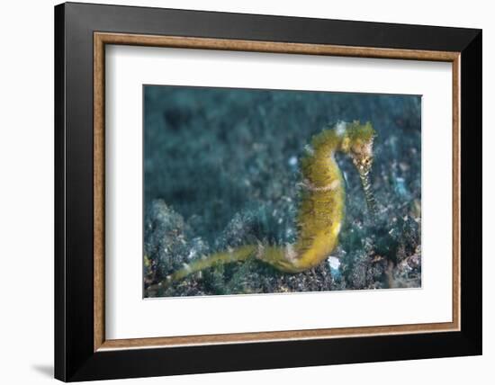 A Thorny Seahorse on the Seafloor of Lembeh Strait-Stocktrek Images-Framed Photographic Print