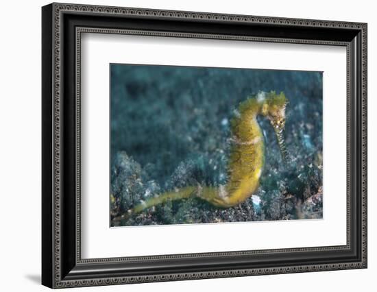 A Thorny Seahorse on the Seafloor of Lembeh Strait-Stocktrek Images-Framed Photographic Print