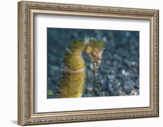 A Thorny Seahorse on the Seafloor of Lembeh Strait-Stocktrek Images-Framed Photographic Print