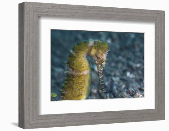 A Thorny Seahorse on the Seafloor of Lembeh Strait-Stocktrek Images-Framed Photographic Print