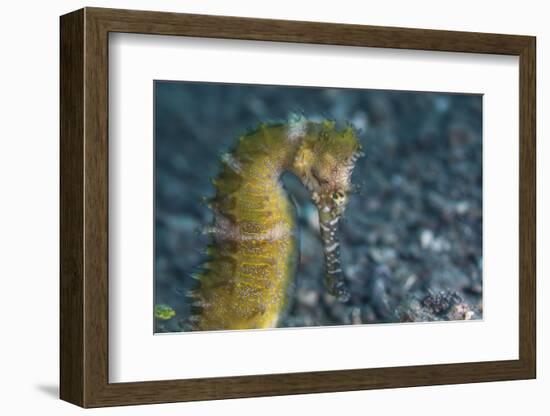 A Thorny Seahorse on the Seafloor of Lembeh Strait-Stocktrek Images-Framed Photographic Print