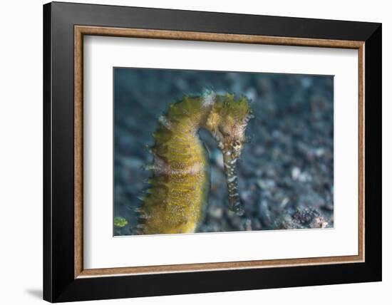 A Thorny Seahorse on the Seafloor of Lembeh Strait-Stocktrek Images-Framed Photographic Print