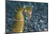 A Thorny Seahorse on the Seafloor of Lembeh Strait-Stocktrek Images-Mounted Photographic Print