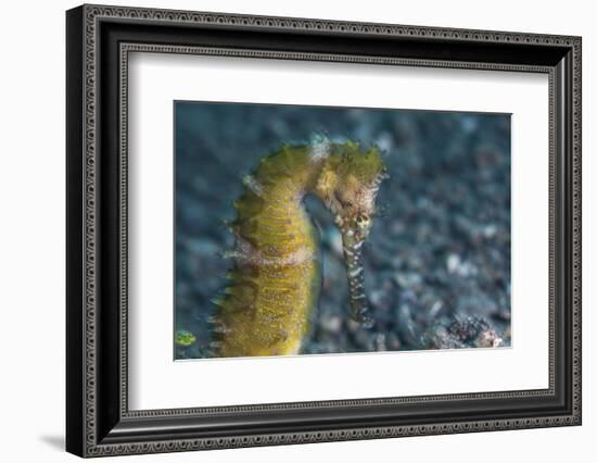 A Thorny Seahorse on the Seafloor of Lembeh Strait-Stocktrek Images-Framed Photographic Print