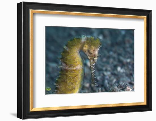 A Thorny Seahorse on the Seafloor of Lembeh Strait-Stocktrek Images-Framed Photographic Print