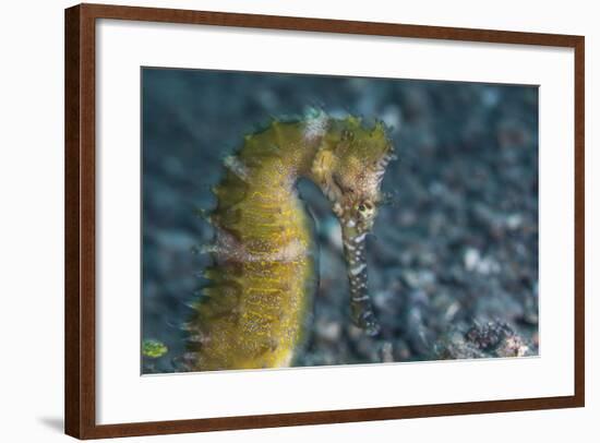 A Thorny Seahorse on the Seafloor of Lembeh Strait-Stocktrek Images-Framed Photographic Print