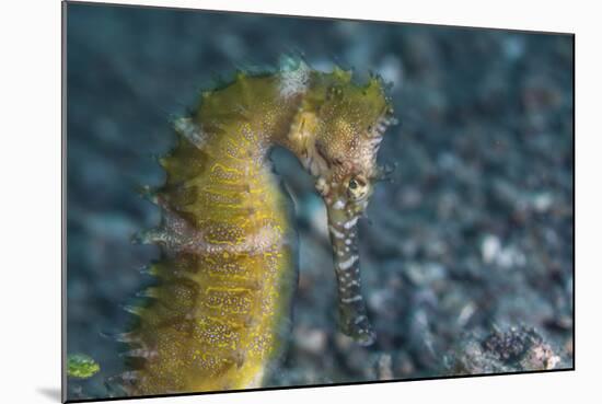 A Thorny Seahorse on the Seafloor of Lembeh Strait-Stocktrek Images-Mounted Photographic Print