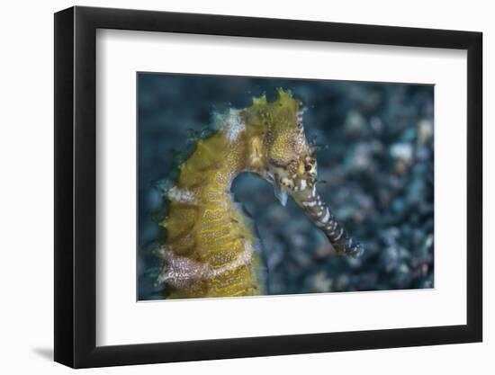 A Thorny Seahorse on the Seafloor of Lembeh Strait-Stocktrek Images-Framed Photographic Print