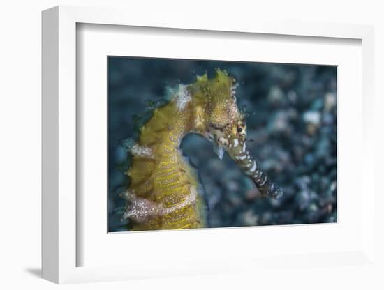 A Thorny Seahorse on the Seafloor of Lembeh Strait-Stocktrek Images-Framed Photographic Print