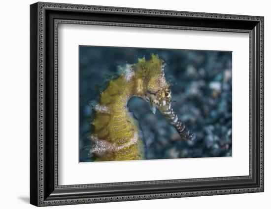 A Thorny Seahorse on the Seafloor of Lembeh Strait-Stocktrek Images-Framed Photographic Print