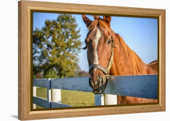 A Thoroughbred Horse, Lexington, Kentucky-Rona Schwarz-Framed Premier Image Canvas