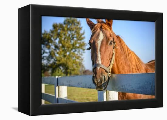 A Thoroughbred Horse, Lexington, Kentucky-Rona Schwarz-Framed Premier Image Canvas