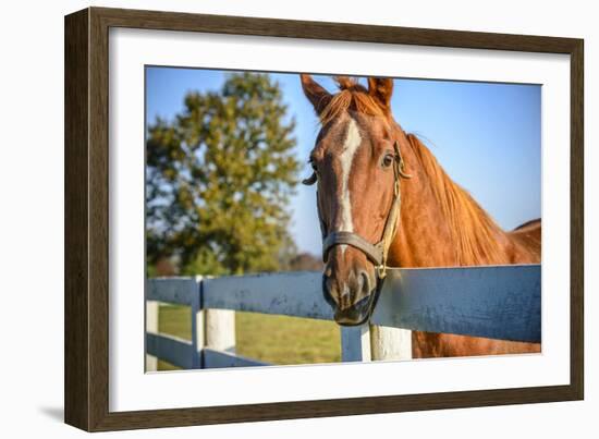 A Thoroughbred Horse, Lexington, Kentucky-Rona Schwarz-Framed Photographic Print