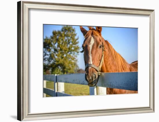 A Thoroughbred Horse, Lexington, Kentucky-Rona Schwarz-Framed Photographic Print